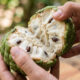Essa fruta verde cheia de escamas se abre com as mãos para revelar uma polpa muito doce que parece leite condensado grosso e cremoso