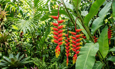 Essa flor tropical deslumbrante parece um bico de tucano colorido e permanece aberta e bonita por vários meses direto na planta no quintal