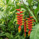 Essa flor tropical deslumbrante parece um bico de tucano colorido e permanece aberta e bonita por vários meses direto na planta no quintal