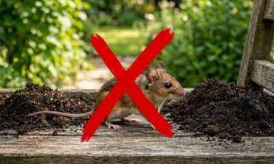 Nem veneno pesado nem armadilha cara: 4 plantas que ratos costumam evitar e muita gente usa como barreira natural