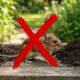 Nem veneno pesado nem armadilha cara: 4 plantas que ratos costumam evitar e muita gente usa como barreira natural