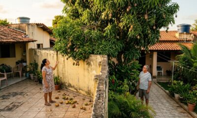 Mangas da árvore do vizinho caem dentro do quintal, dono entra para recolher as frutas e descobre que a lei muda quem é o proprietário depois da queda