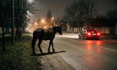 Homem deixa cavalo solto em avenida durante a noite, motorista bate no animal e carro avaliado em R$ 120 mil fica destruído no acidente