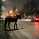 Homem deixa cavalo solto em avenida durante a noite, motorista bate no animal e carro avaliado em R$ 120 mil fica destruído no acidente