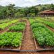 Quanto custa montar uma horta de 80 m² para vender na feira e em quantos meses o investimento em terra, muda e irrigação se paga