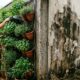 Vizinha instala horta vertical no muro divisório sem consultar o lado de lá a irrigação causa infiltração e o custo do reparo de R$ 8 mil vira disputa judicial sobre quem paga