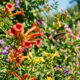Plantar flores em formato de trombeta colorida: o truque paisagístico simples para atrair dezenas de beija-flores para o seu jardim o ano inteiro
