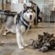 Husky com poucas chances de sobreviver surpreende a todos ao mostrar que ainda tinha forças para lutar
