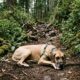 Dogue Alemão de 43 kg fica preso em floresta e mulher surpreende ao carregá-lo nos braços até um lugar seguro