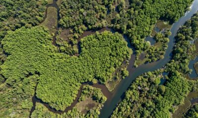 Em 1772, Benjamin Franklin enviou sementes de uma árvore chinesa para a Geórgia; em 1900, o governo plantou mais e hoje ela ocupa 185 mil hectares