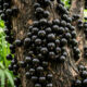 Essa árvore frutífera exótica produz frutos pretos direto no próprio tronco e encanta pelo sabor doce que lembra vinho licoroso