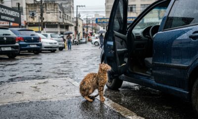 Mulher encontra uma gatinha tremendo de frio no estacionamento, abre a porta do carro e o que acontece em seguida muda a vida das duas