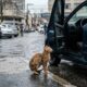 Mulher encontra uma gatinha tremendo de frio no estacionamento, abre a porta do carro e o que acontece em seguida muda a vida das duas