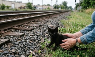Choro de gatinho minúsculo faz desconhecidos pararem no caminho e mobiliza resgate emocionante