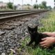 Choro de gatinho minúsculo faz desconhecidos pararem no caminho e mobiliza resgate emocionante
