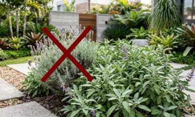 A lavanda está em declínio: a maior sensação nos jardins neste inverno de 2026 é outra planta que floresce até três vezes por ano