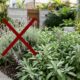 A lavanda está em declínio: a maior sensação nos jardins neste inverno de 2026 é outra planta que floresce até três vezes por ano