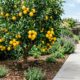 4 árvores frutíferas que as raízes não danificam o pavimento do seu quintal, perfeitas para espaços pequenos e que crescem rápido com poucos cuidados