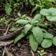 Nem veneno nem armadilha: esta planta aromática pode ajudar a afastar lesmas e proteger canteiros