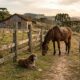 Provérbio alemão do dia: “Uma cerca dura 3 anos, um cachorro dura 3 cercas, um cavalo dura 3 cachorros e um homem dura 3 cavalos”; um ditado que ensina sobre tempo e como devemos praticar a gratidão, extraídas de um antigo ditado.