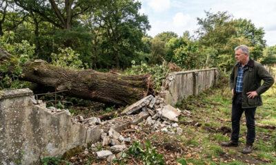Dono de terreno corta árvore centenária que quebrava seu muro, prefeitura descobre a ação e aplica multa ambiental pesada de R$ 50 mil