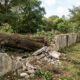 Dono de terreno corta árvore centenária que quebrava seu muro, prefeitura descobre a ação e aplica multa ambiental pesada de R$ 50 mil