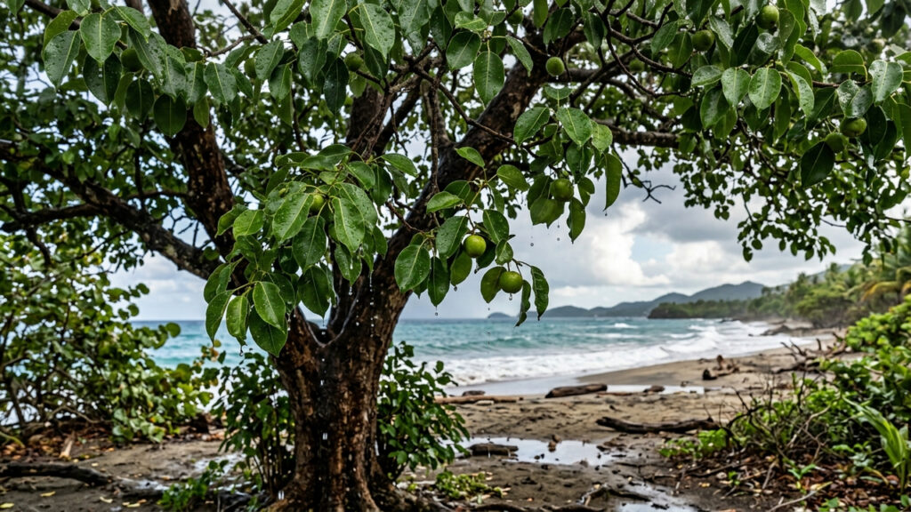 A árvore mais perigosa do mundo: apenas buscar abrigo embaixo das folhas dela durante a chuva pode causar queimaduras de terceiro grau na sua pele