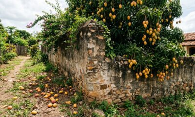 Árvore do vizinho derruba 40 kg de manga no quintal por temporada e o morador descobre de quem é, pela lei, a fruta que cai do outro lado do muro
