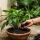 Nem borra de café nem casca de ovo: o “ouro verde” caseiro que pode ajudar a revitalizar o solo e fortalecer o crescimento das plantas