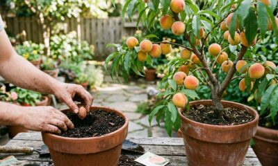 Como plantar um pessegueiro em casa usando uma semente de pêssego
