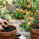 Como plantar um pessegueiro em casa usando uma semente de pêssego