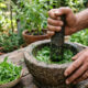 Extrato de manjericão-sagrado no cultivo: como as substâncias eugenol e camfeno fortalecem a resistência das plantas contra insetos