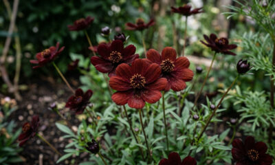 Essa flor ornamental exótica exala um aroma intenso de chocolate amargo e floresce o verão inteiro em canteiros ensolarados do quintal