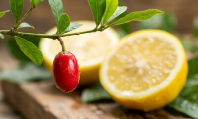 A fruta do milagre: chupe essa frutinha vermelha e por duas horas até um limão puro terá o gosto doce de uma limonada suíça com açúcar