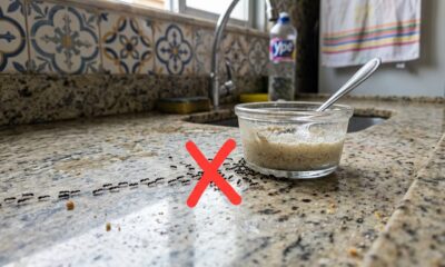 Adeus às formigas na cozinha: truque caseiro com dois ingredientes que você já tem em casa afasta o formigueiro sem veneno