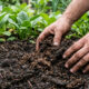 Adubo japonês bokashi na jardinagem: como funciona o poderoso fertilizante fermentado que revoluciona o solo e triplica o tamanho das flores