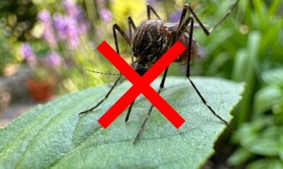 Nem veneno pesado nem repelente forte: 3 plantas que podem ajudar a manter mosquitos longe da casa e do jardim