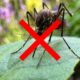 Nem veneno pesado nem repelente forte: 3 plantas que podem ajudar a manter mosquitos longe da casa e do jardim