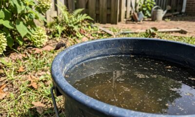 Mosquitos estão ficando resistentes aos inseticidas: o que pesquisadores observaram e por que isso preocupa