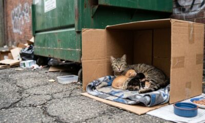 Mulher encontra gatinhos recém-nascidos abandonados no lixão e corre contra o tempo para tentar salvá-los
