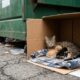 Mulher encontra gatinhos recém-nascidos abandonados no lixão e corre contra o tempo para tentar salvá-los