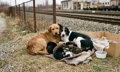 Duas mamães cachorras são resgatadas juntas e se recusam a abandonar uma à outra durante salvamento
