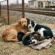 Duas mamães cachorras são resgatadas juntas e se recusam a abandonar uma à outra durante salvamento