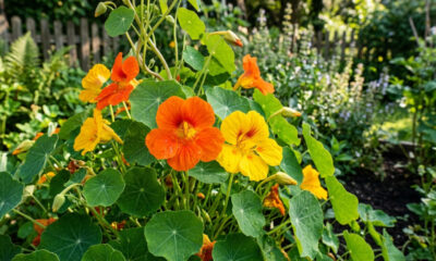 Essa planta rústica dá flores coloridas, atrai polinizadores para a horta e possui pétalas totalmente comestíveis com um sabor levemente picante
