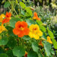 Essa planta rústica dá flores coloridas, atrai polinizadores para a horta e possui pétalas totalmente comestíveis com um sabor levemente picante