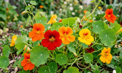 Essa flor comestível colorida tem sabor picante que lembra agrião e transforma qualquer salada comum em um prato gourmet de restaurante