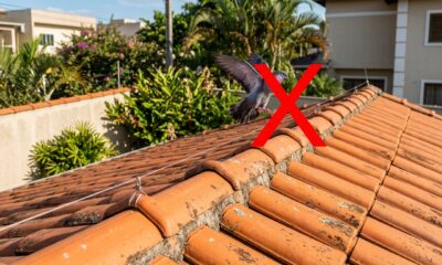 Adeus aos pombos no telhado: truque caseiro ajuda a afastar as aves do jardim 