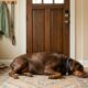 Doberman de 44 kg ganha uma segunda chance de viver e emociona com sua transformação