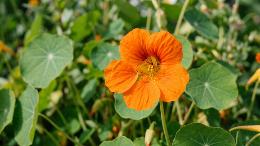 Essa planta ornamental tem flores e folhas totalmente comestíveis: de sabor picante, ela atua como um antibiótico natural para a horta