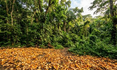 Em 1997, 12000 toneladas de cascas de laranja foram despejadas em um Parque Nacional: três décadas depois, um ecossistema próspero e repleto de vida foi criado
